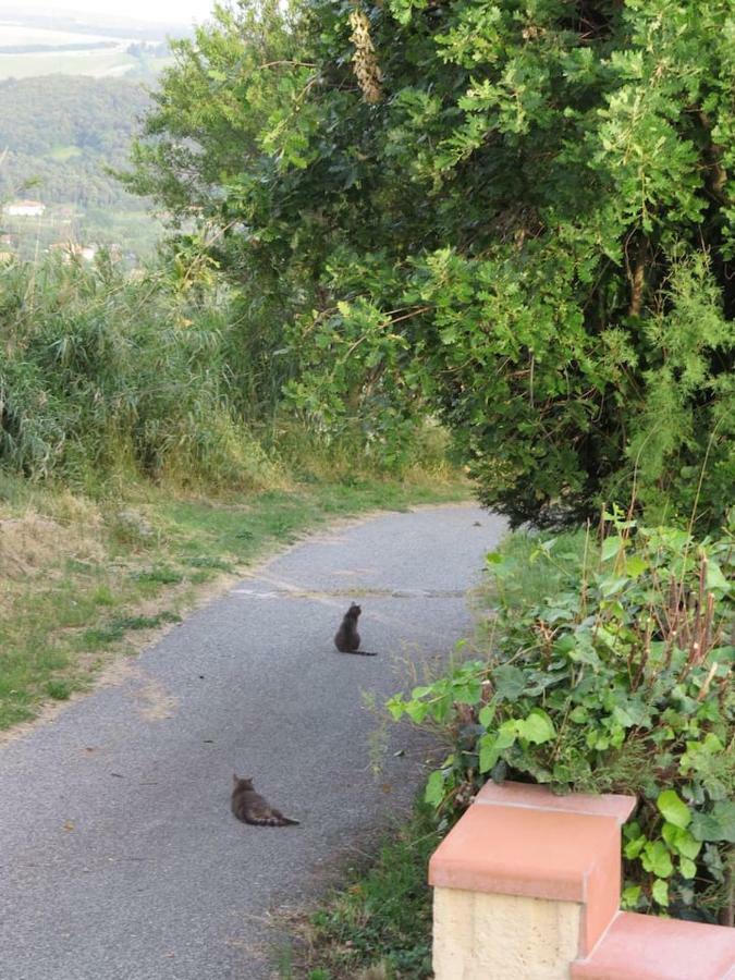 L'Orizzonte di Nocchi Manrico Villa Rosignano Marittimo Esterno foto